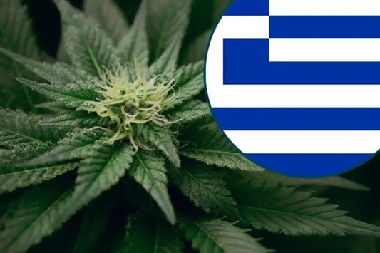 CBD in Greece: A Growing Trend