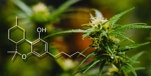 Understanding Hexahydrocannabinol: Benefits, Effects, and Risks